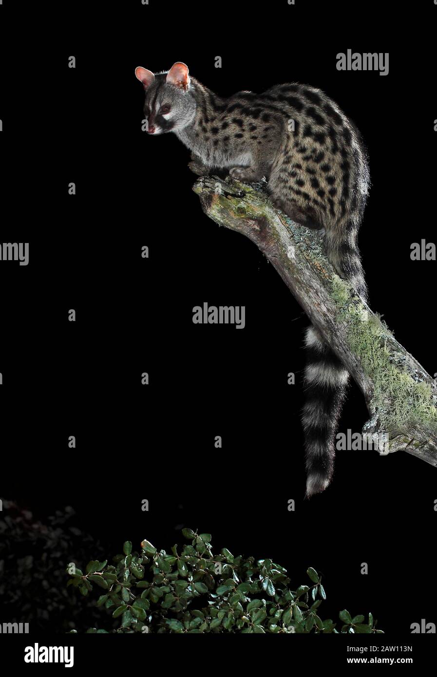 Common genet (Genetta genetta) at night, Spain Stock Photo