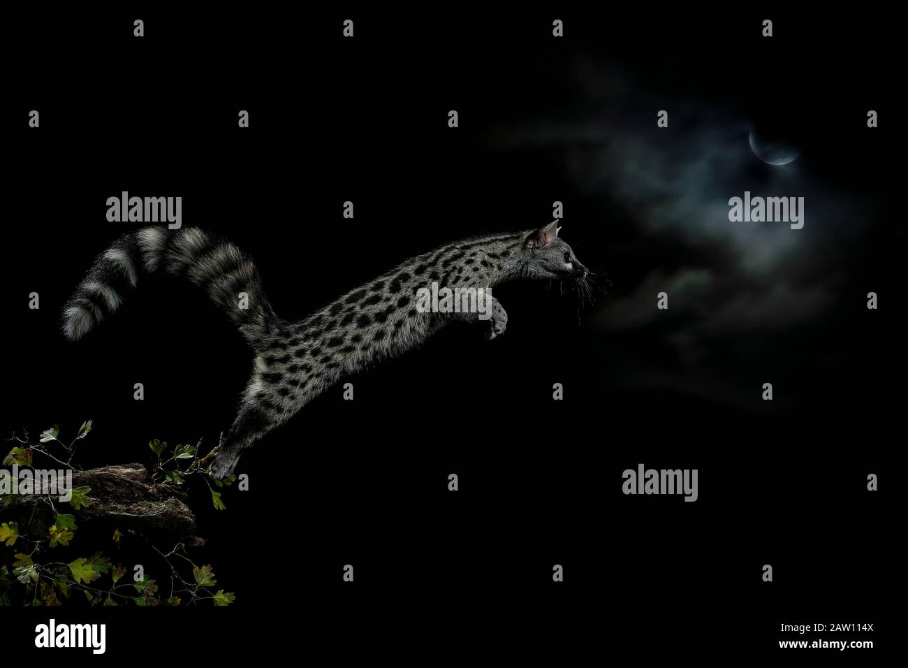 Common genet (Genetta genetta) jumping at night, Spain Stock Photo