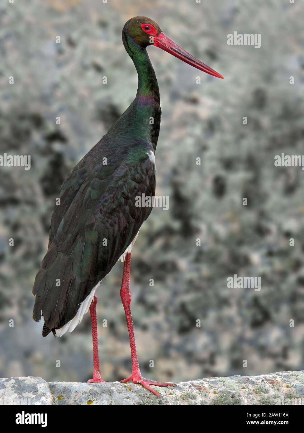 Black Stork (Ciconia nigra), Spain Stock Photo