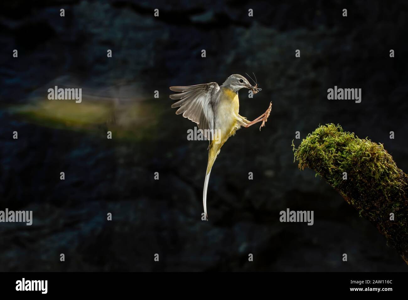 https://c8.alamy.com/comp/2AW116C/adult-grey-wagtail-motacilla-cinerea-in-flight-spain-2AW116C.jpg