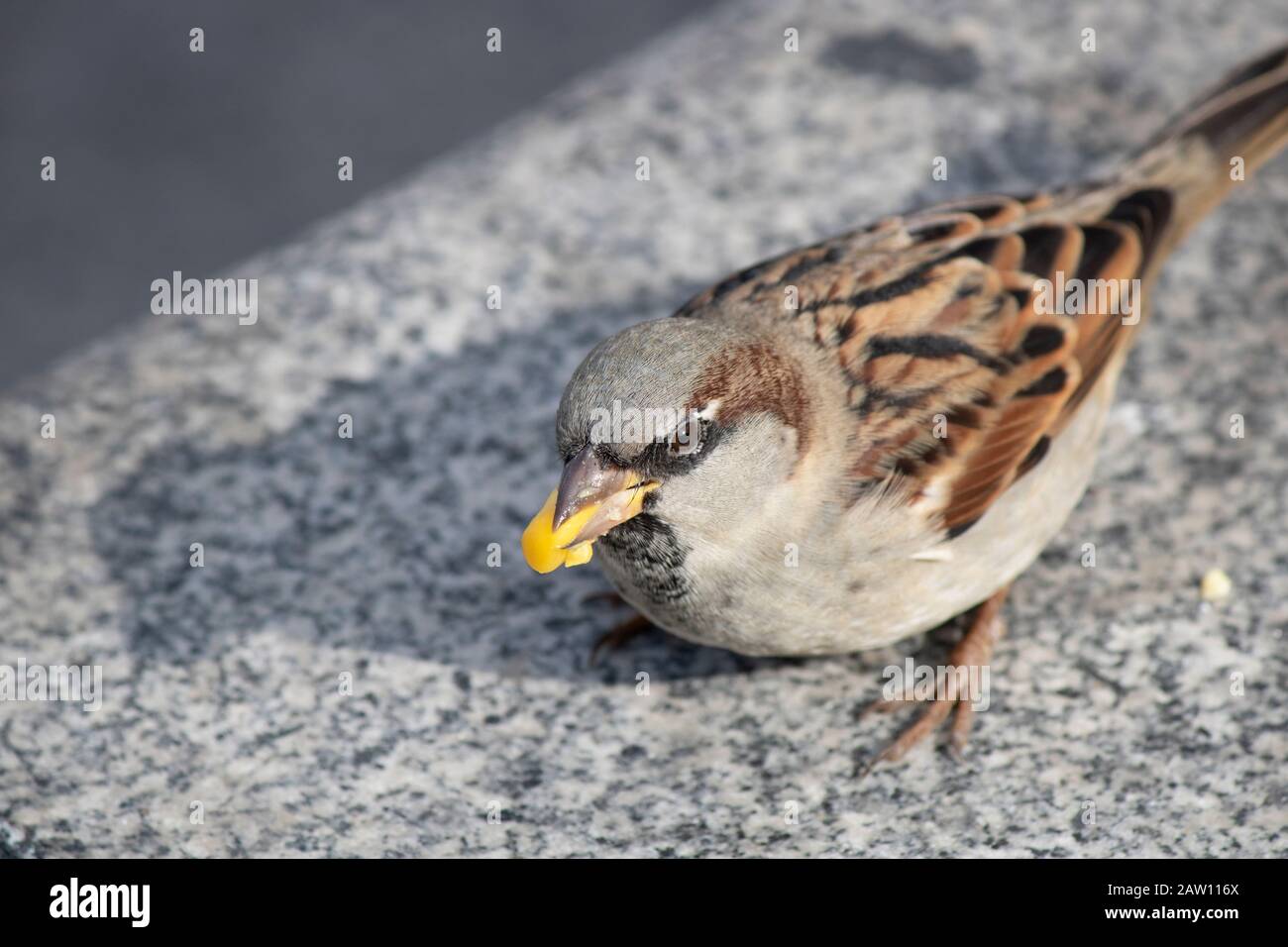 Photographed while eating the brown sparrow corn kernels. Corn kernels