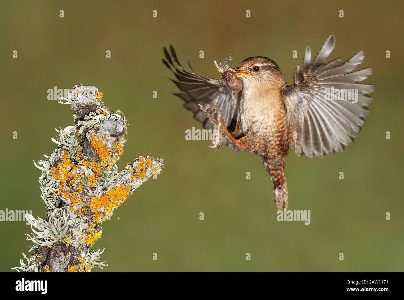 Eurasian Wren (Troglodytes troglodytes) flying with prey, Spain Stock Photo