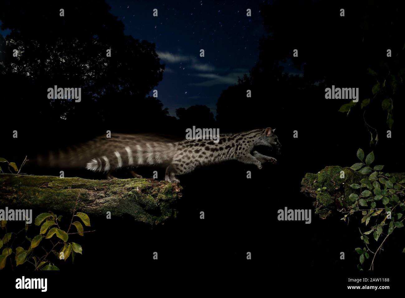 Common genet (Genetta genetta) jumping at night, Spain Stock Photo