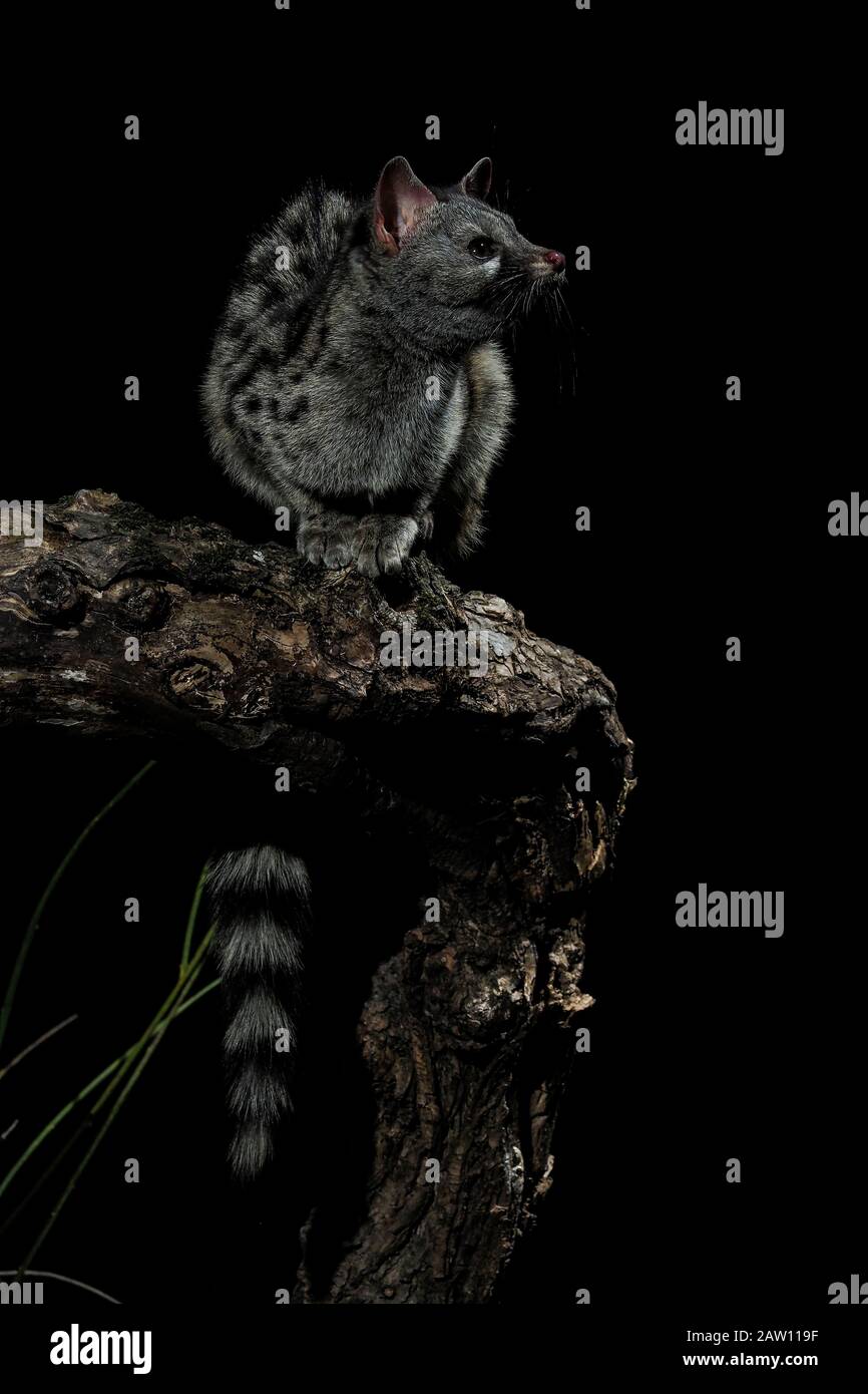 Common genet (Genetta genetta) at night, Spain Stock Photo