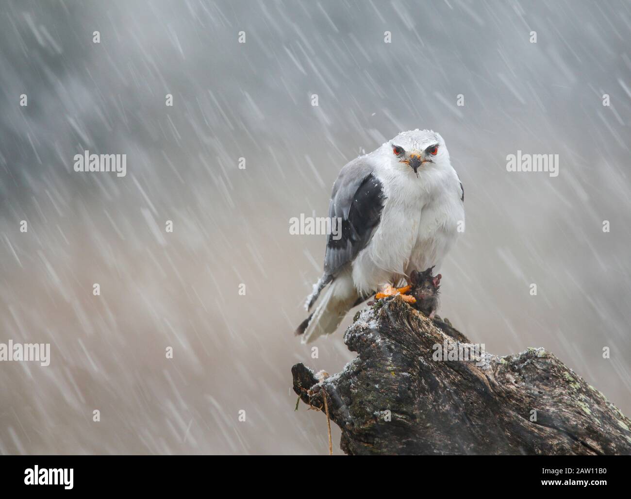 Bird in storm hires stock photography and images Alamy