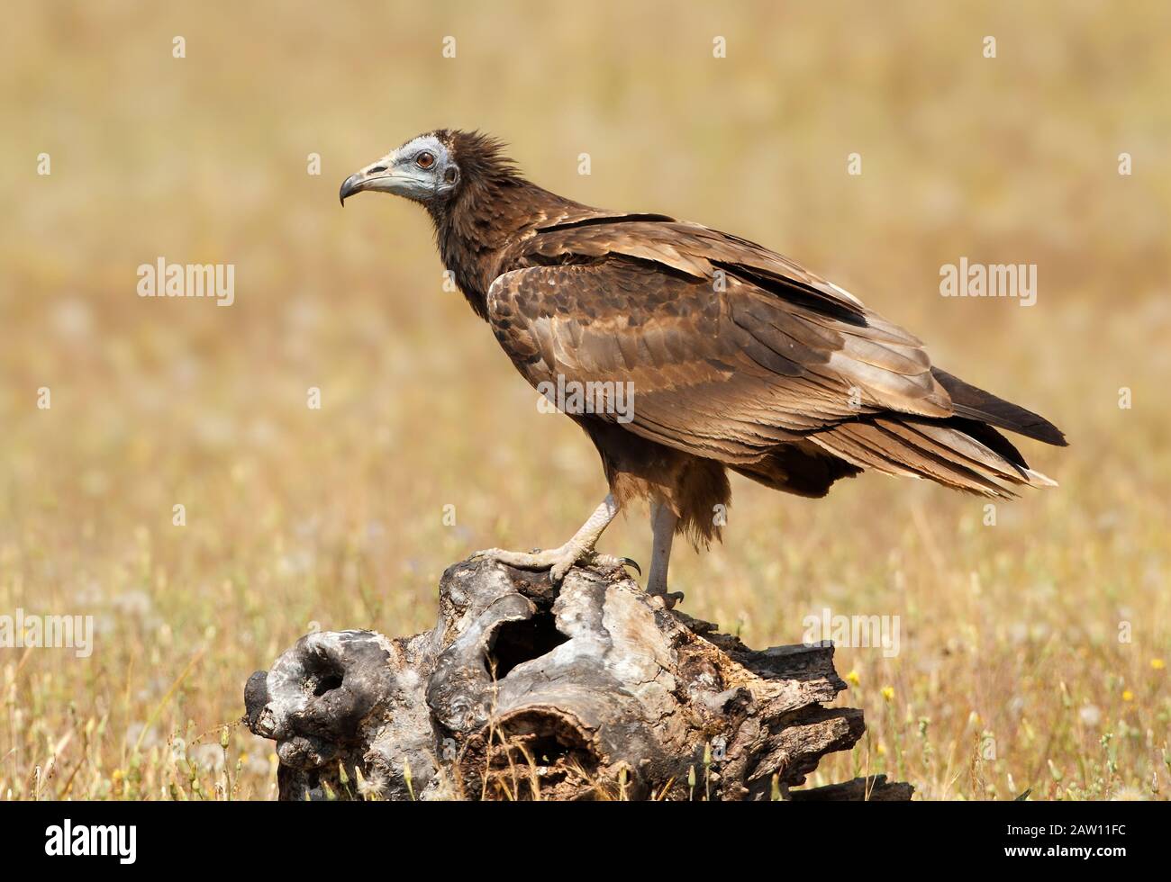 Egyptian Vulture (Neophron percnopterus), Salamanca, Castilla y Leon, Spain Stock Photo