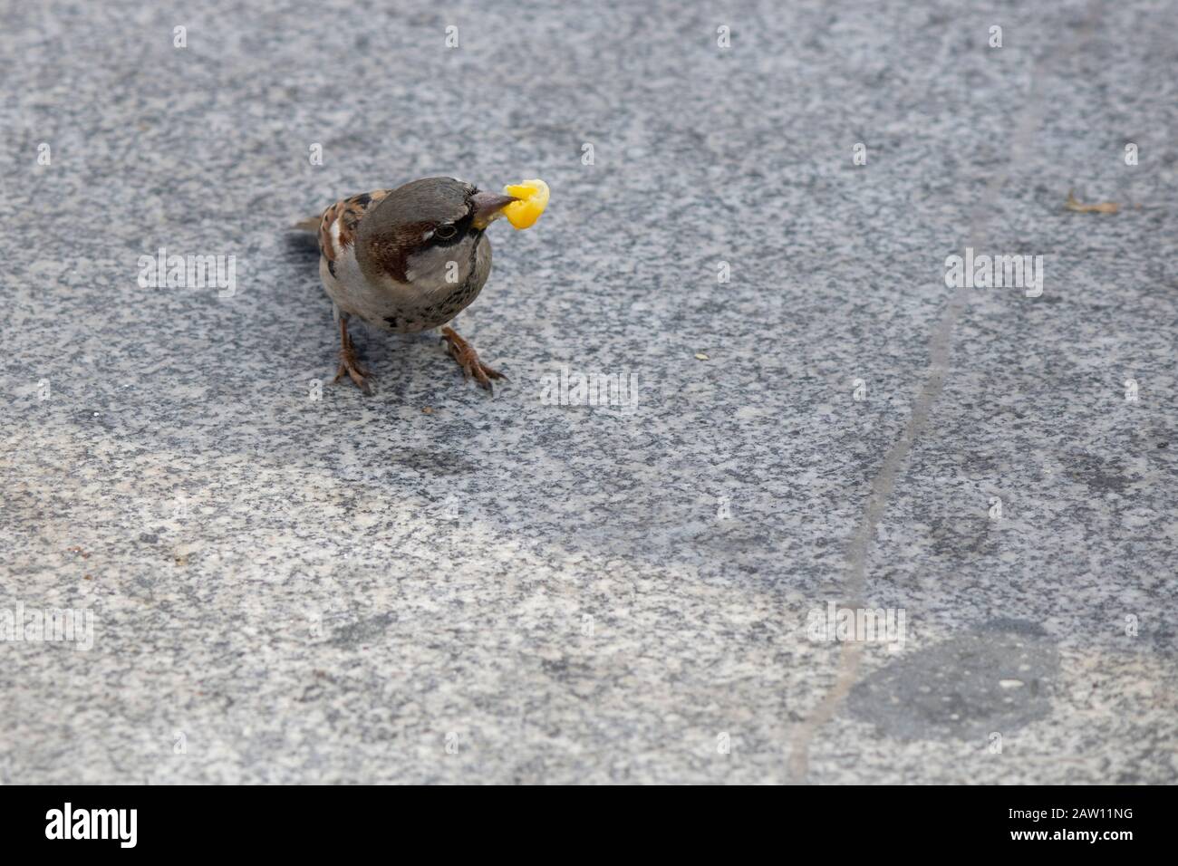 Photographed while eating the brown sparrow corn kernels. Corn kernels