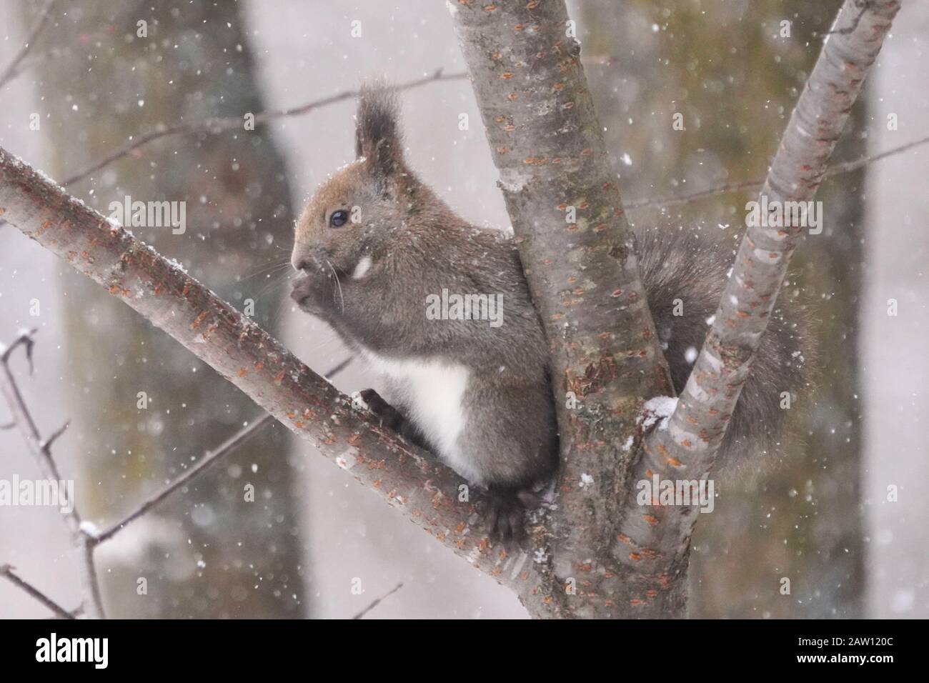 Hokkaido Squirrel Stock Photo