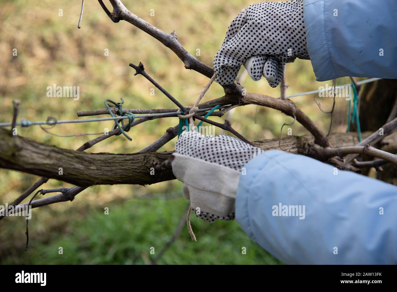 Tying a grapevine branch to the brackets Stock Photo