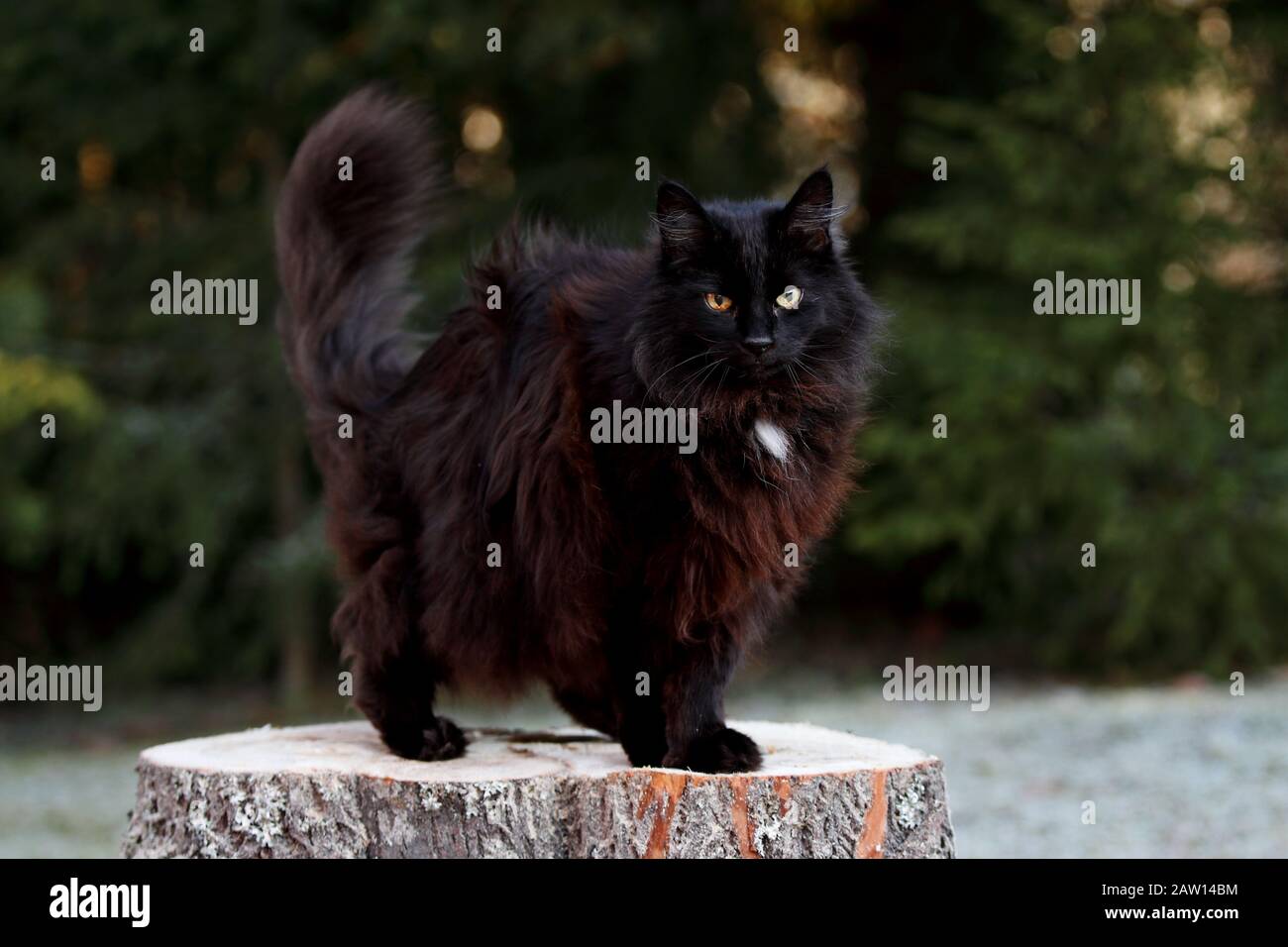 A black norwegian forest cat female standing on a stump Stock Photo