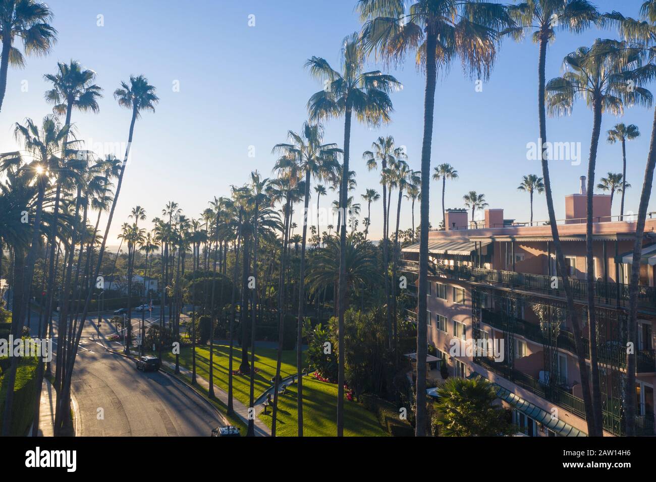 Palm trees along boulevard, Beverly Hills, Los Angeles, California, United  States of America Stock Photo - Alamy