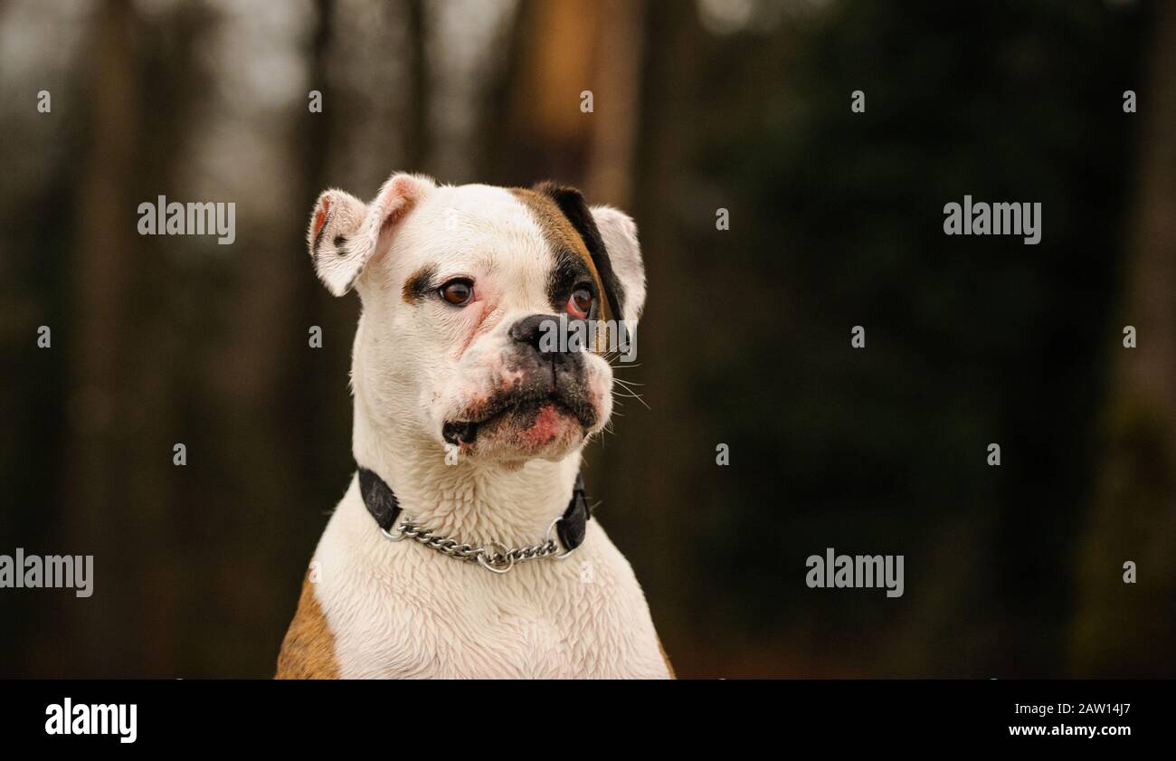 Boxer dog outdoor portrait Stock Photo Alamy