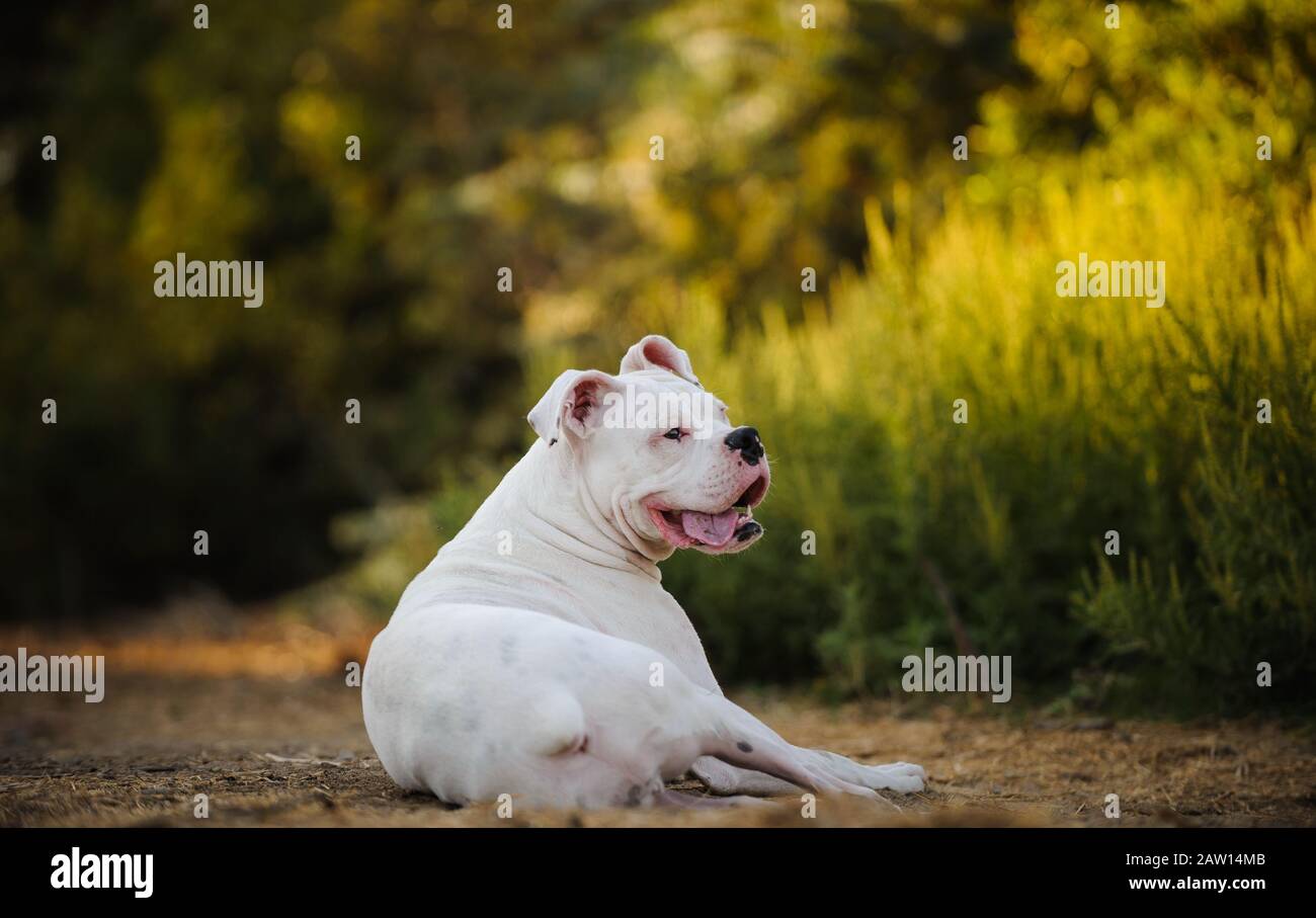 Boxer dog outdoor portrait Stock Photo