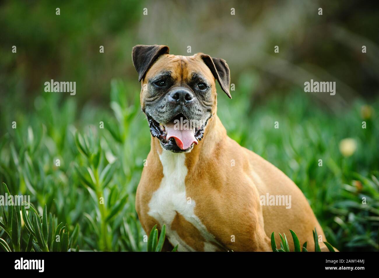 Boxer dog outdoor portrait Stock Photo Alamy