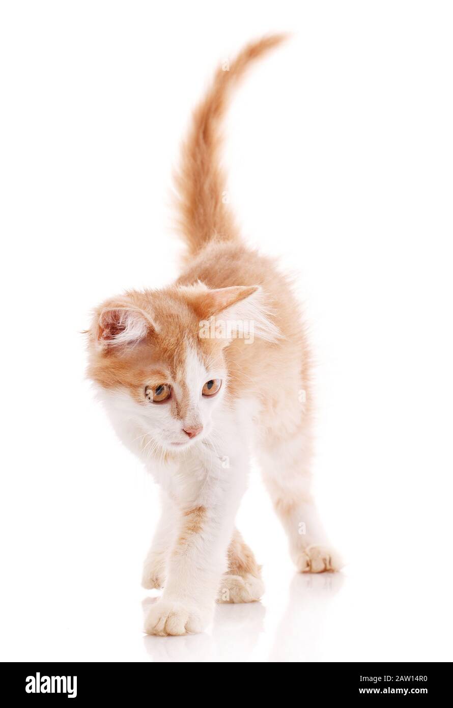 Red male cat, walking towards camera. Isolated Stock Photo