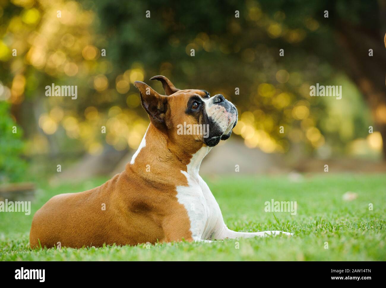 Boxer dog outdoor portrait Stock Photo Alamy