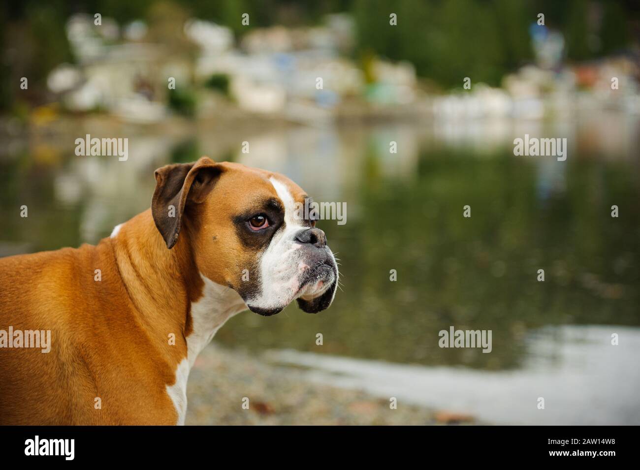 Boxer dog outdoor portrait Stock Photo Alamy