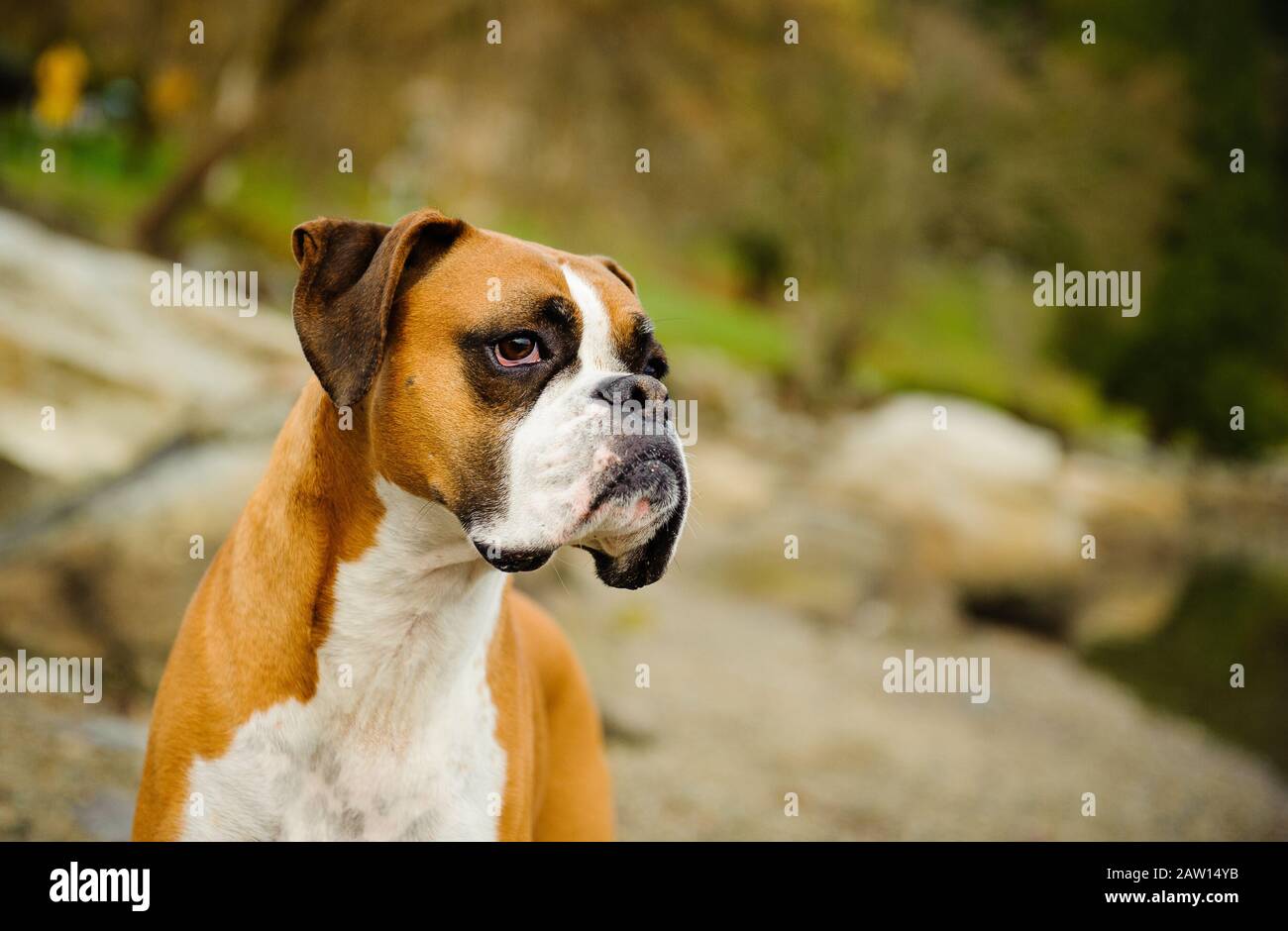 Boxer dog outdoor portrait Stock Photo Alamy