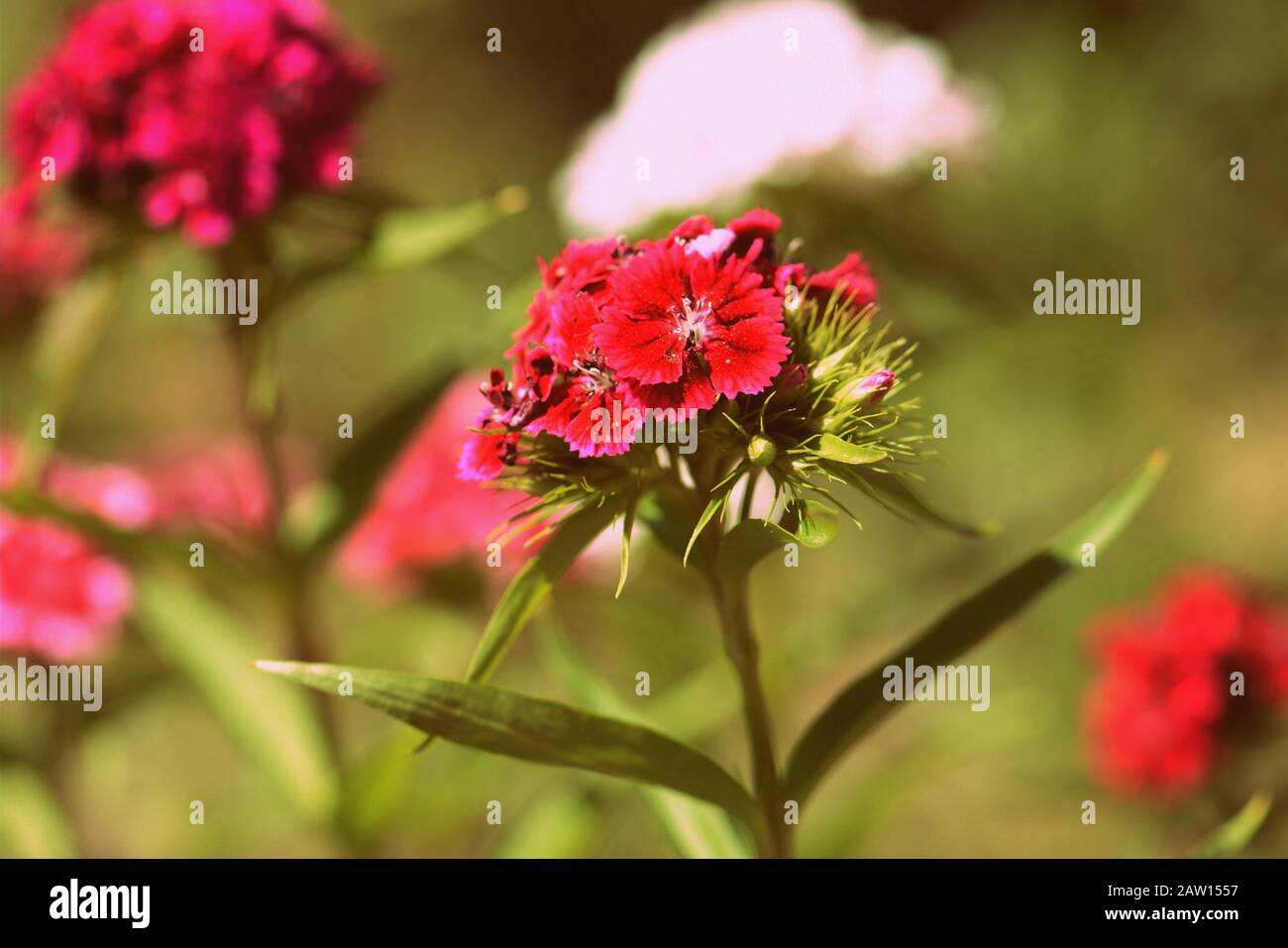 Sweet william (Dianthus barbatus) beautiful flowers in the summer garden close up. Retro style toned Stock Photo