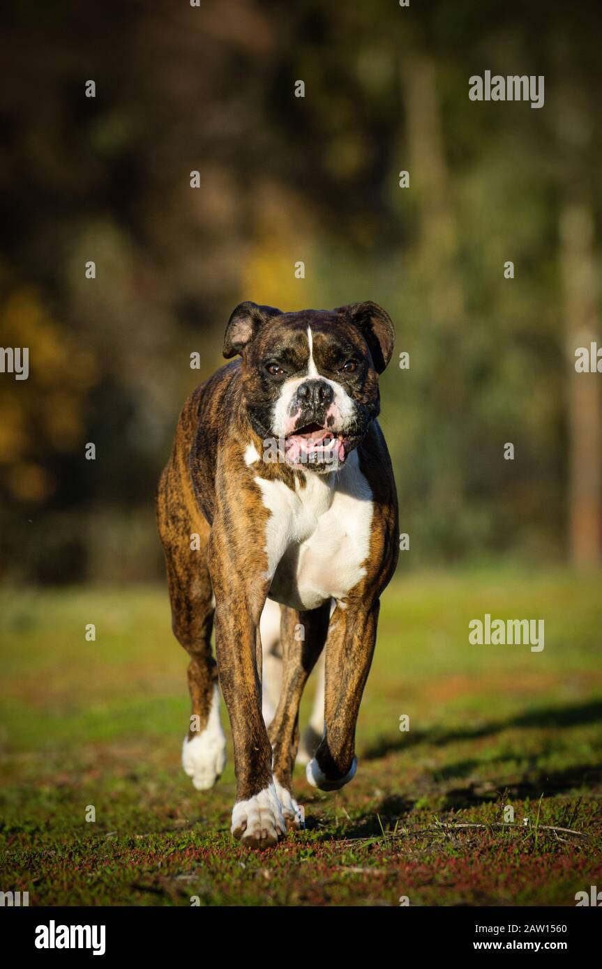 Boxer dog outdoor portrait Stock Photo Alamy