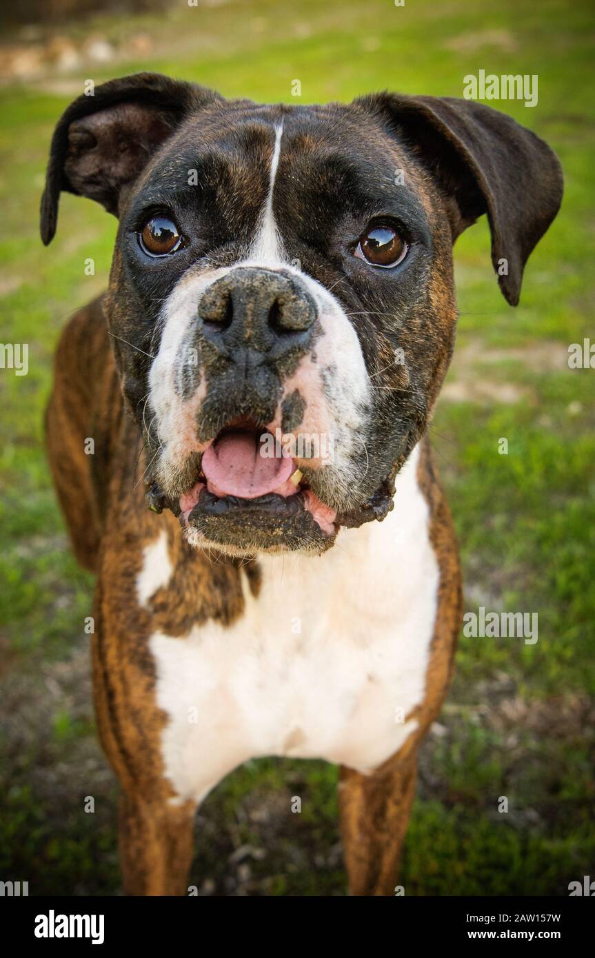 Boxer dog outdoor portrait Stock Photo Alamy