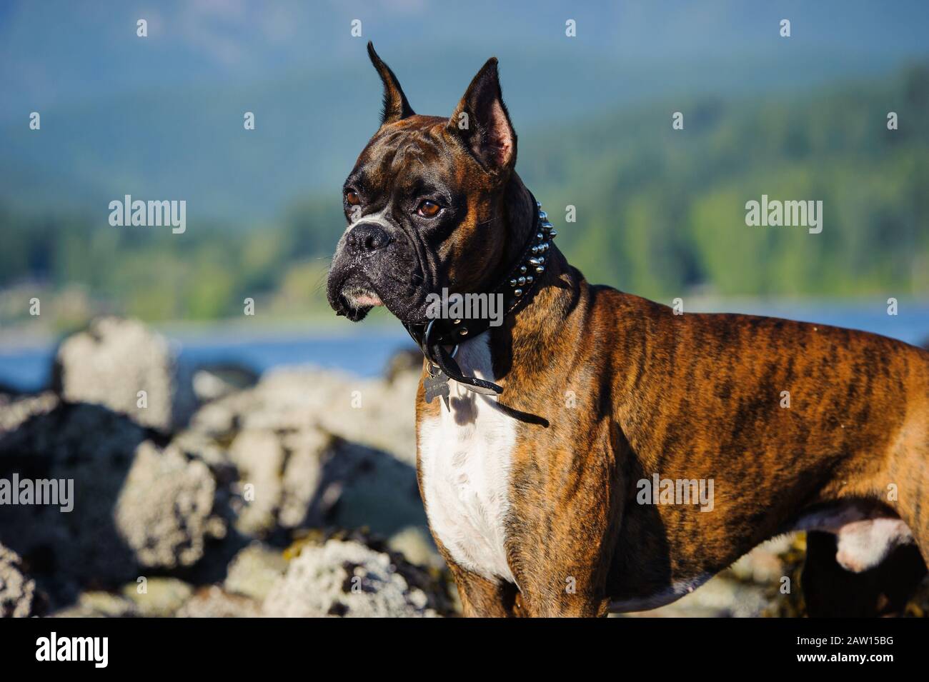 Boxer dog outdoor portrait Stock Photo Alamy