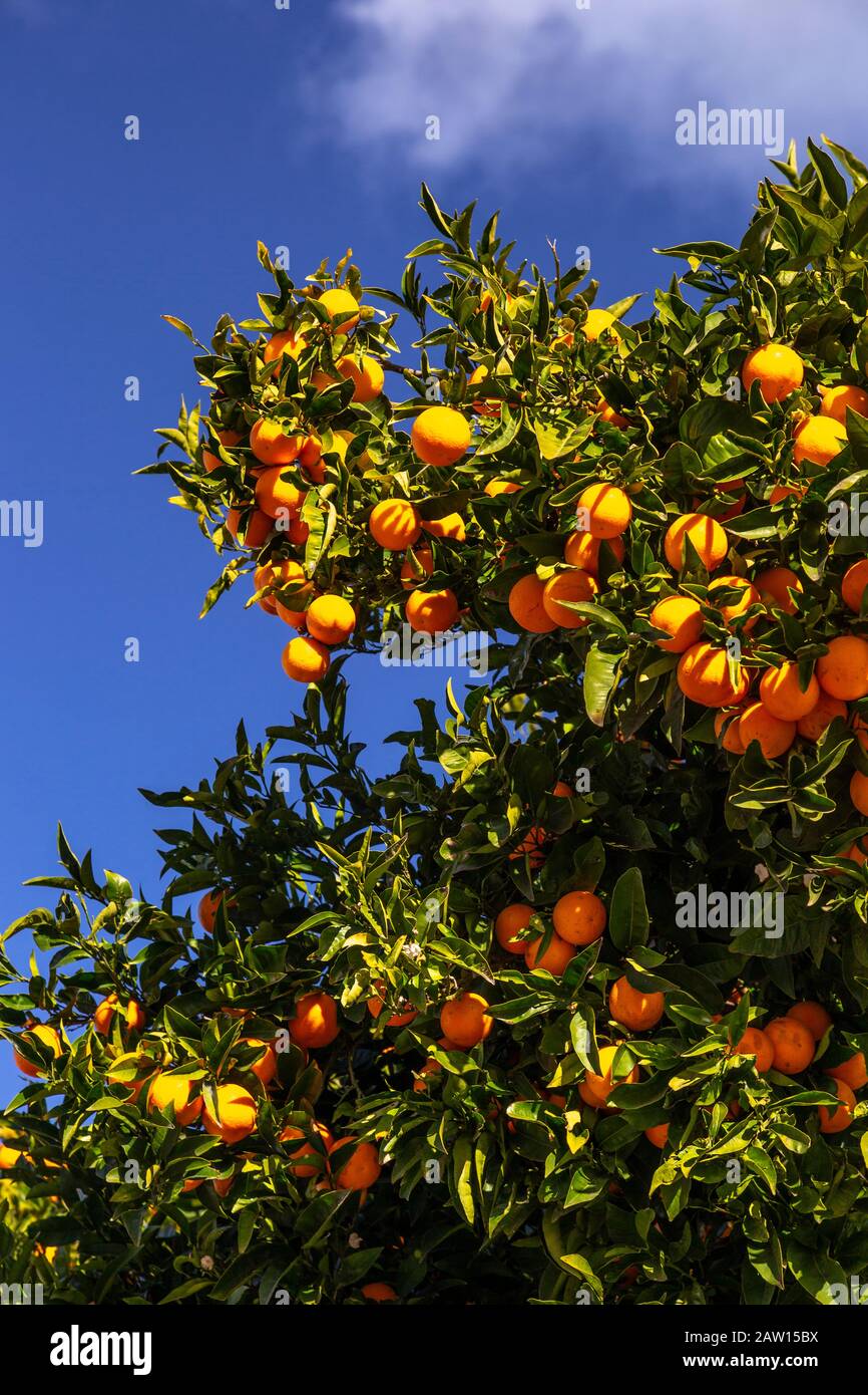 Orange tree at Santiago del Teide, Tenerife, Canary Islands Stock Photo