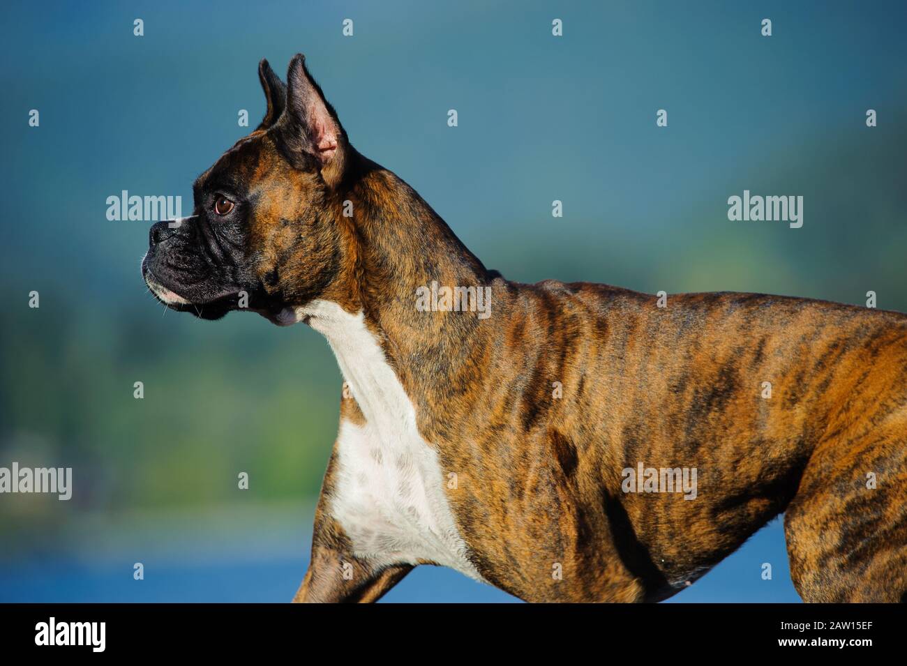 Boxer dog outdoor portrait Stock Photo Alamy