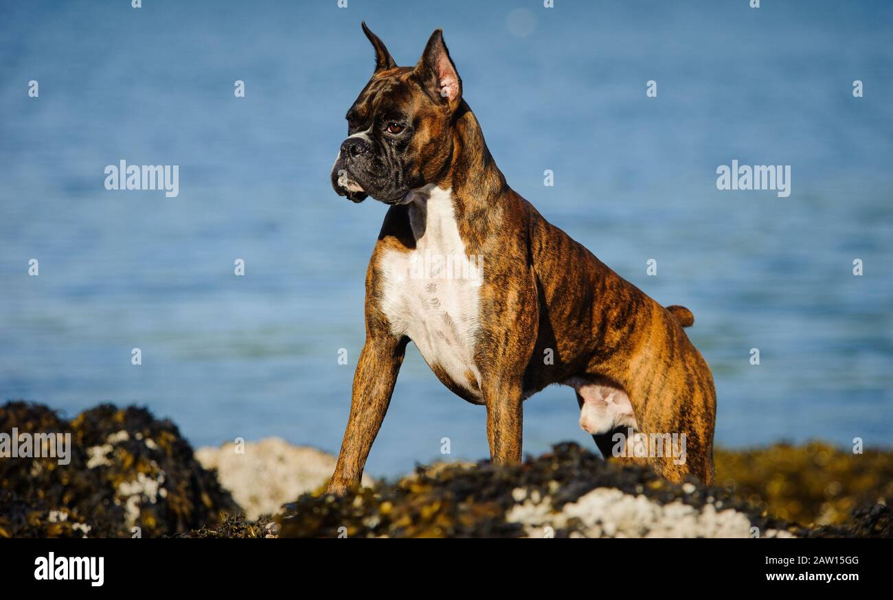 Boxer dog outdoor portrait Stock Photo Alamy
