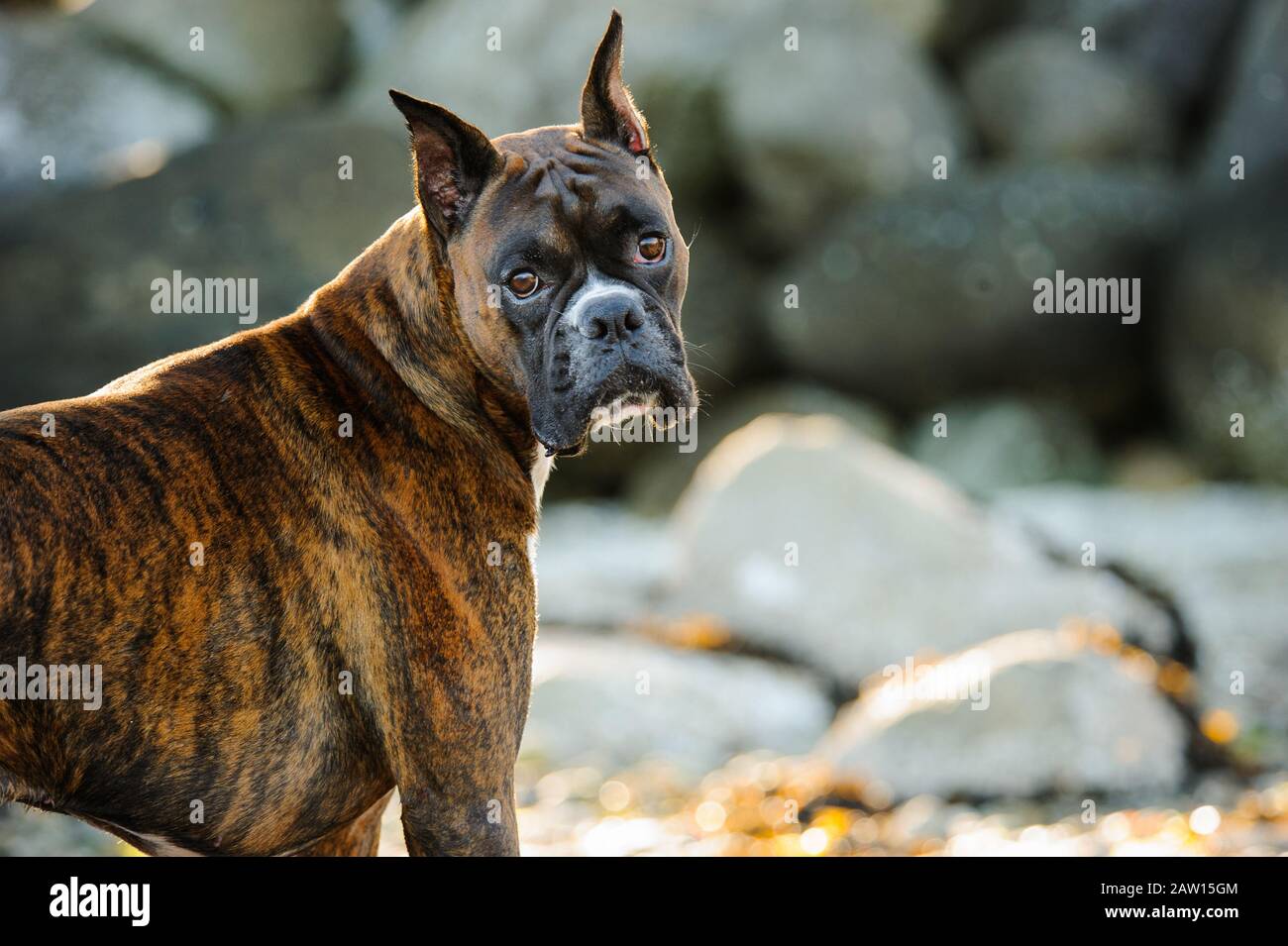 Boxer dog outdoor portrait Stock Photo Alamy