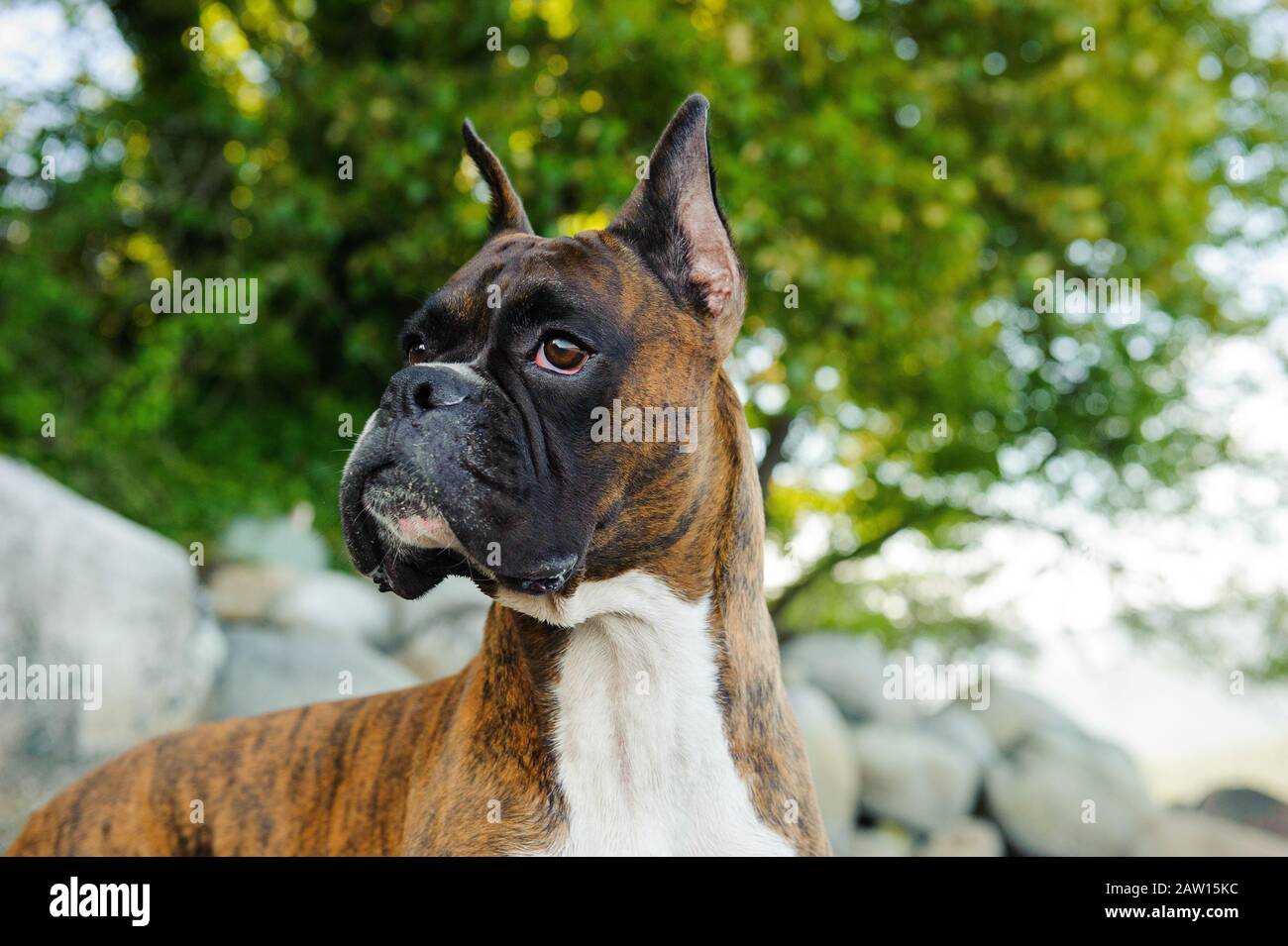 Boxer dog outdoor portrait Stock Photo Alamy