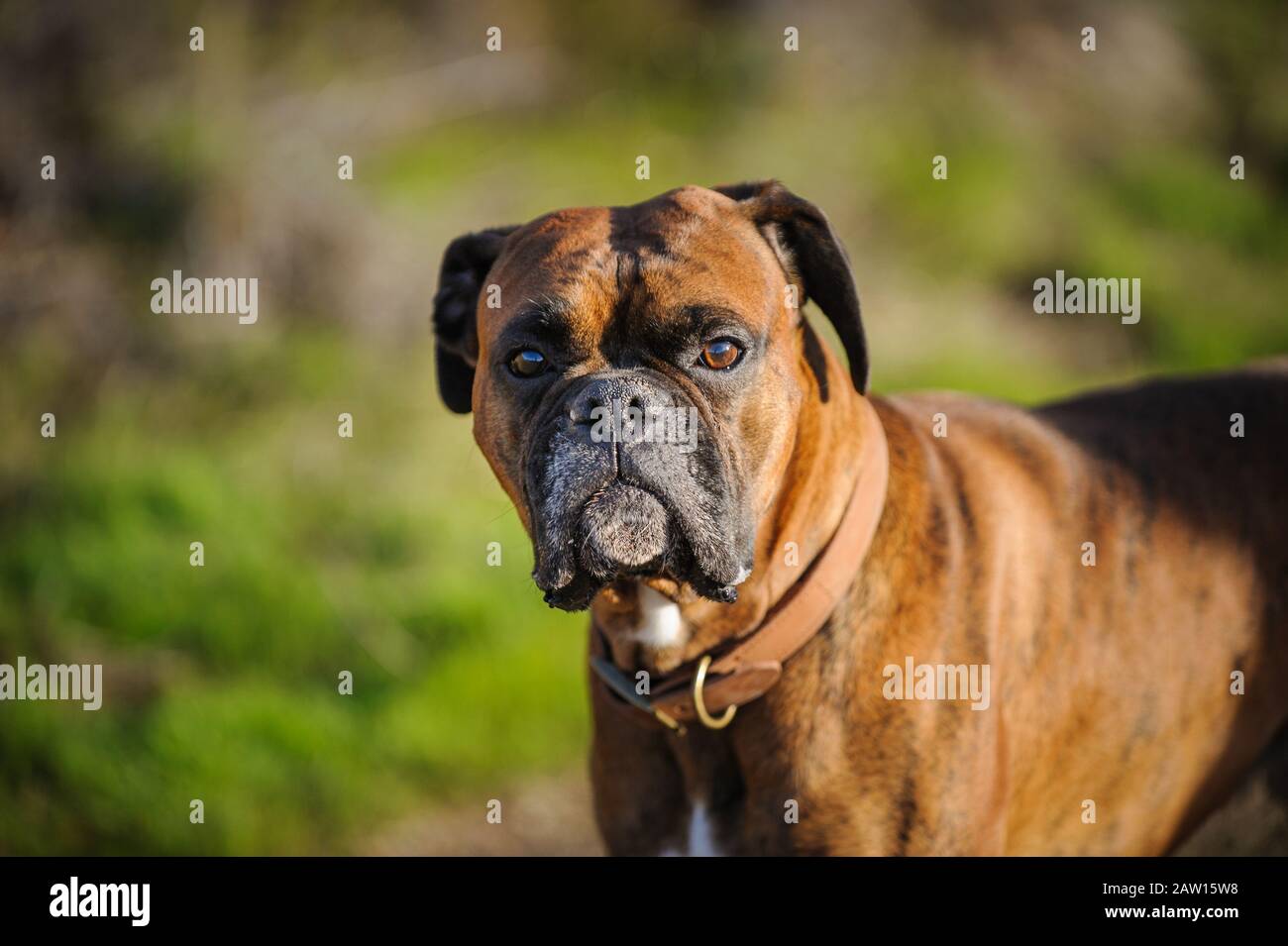 Boxer dog outdoor portrait Stock Photo Alamy