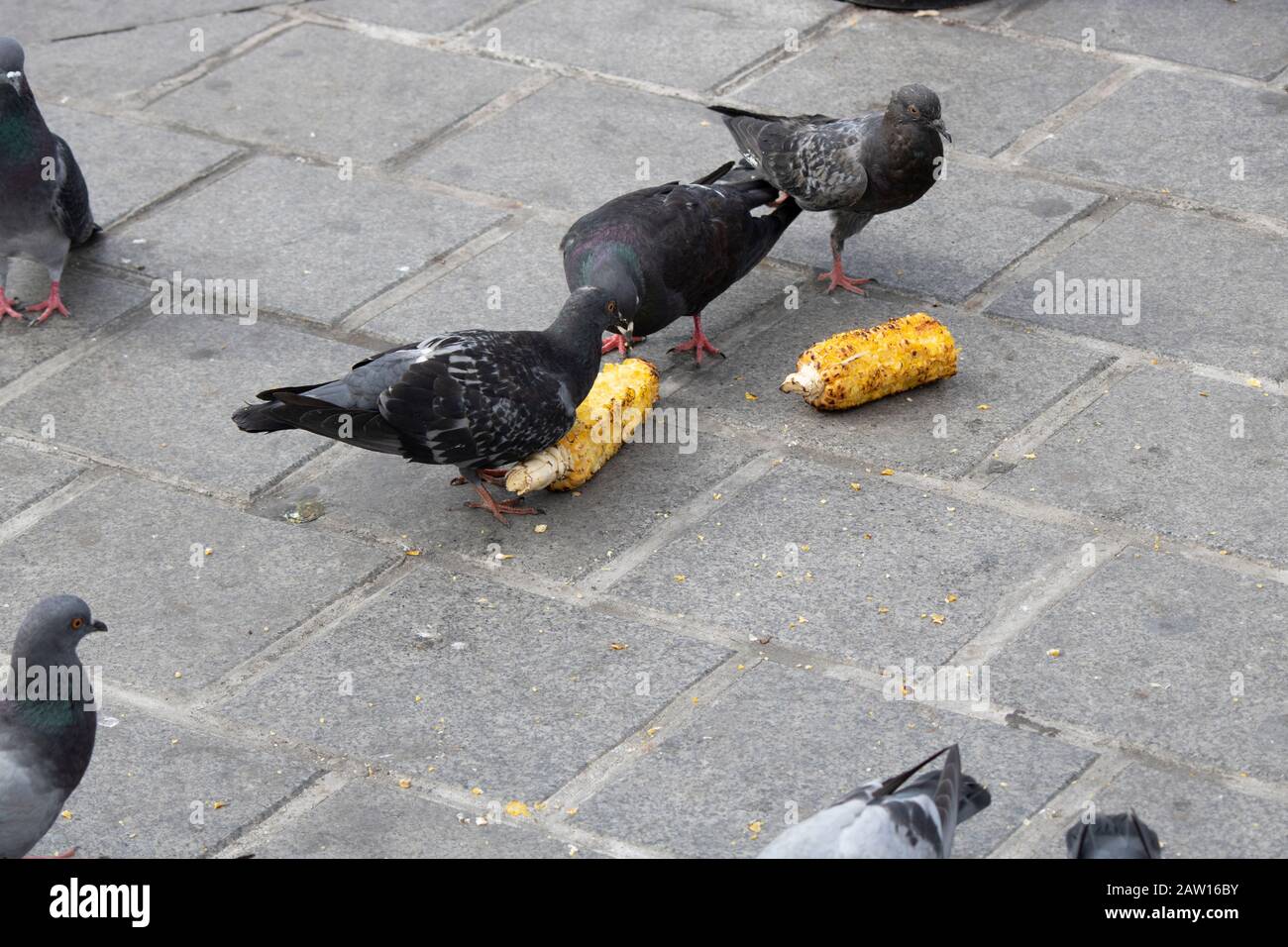 Pigeons eating corn grains. And s closeup on the stone paving Stock