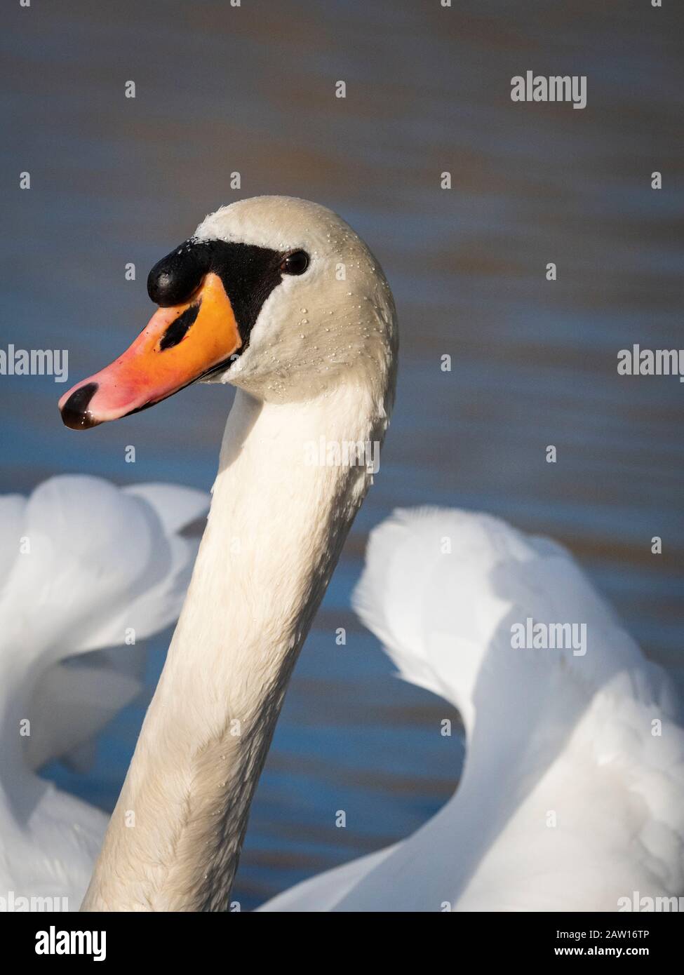 Portrait of a mute swan. Stock Photo
