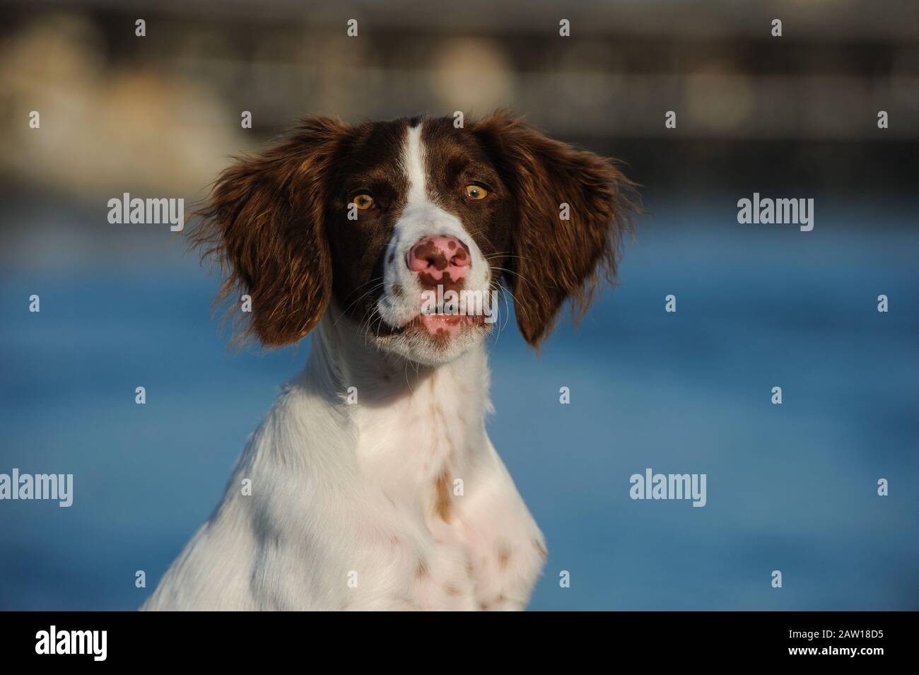 Brittany Spaniel dog outdoor portrait Stock Photo