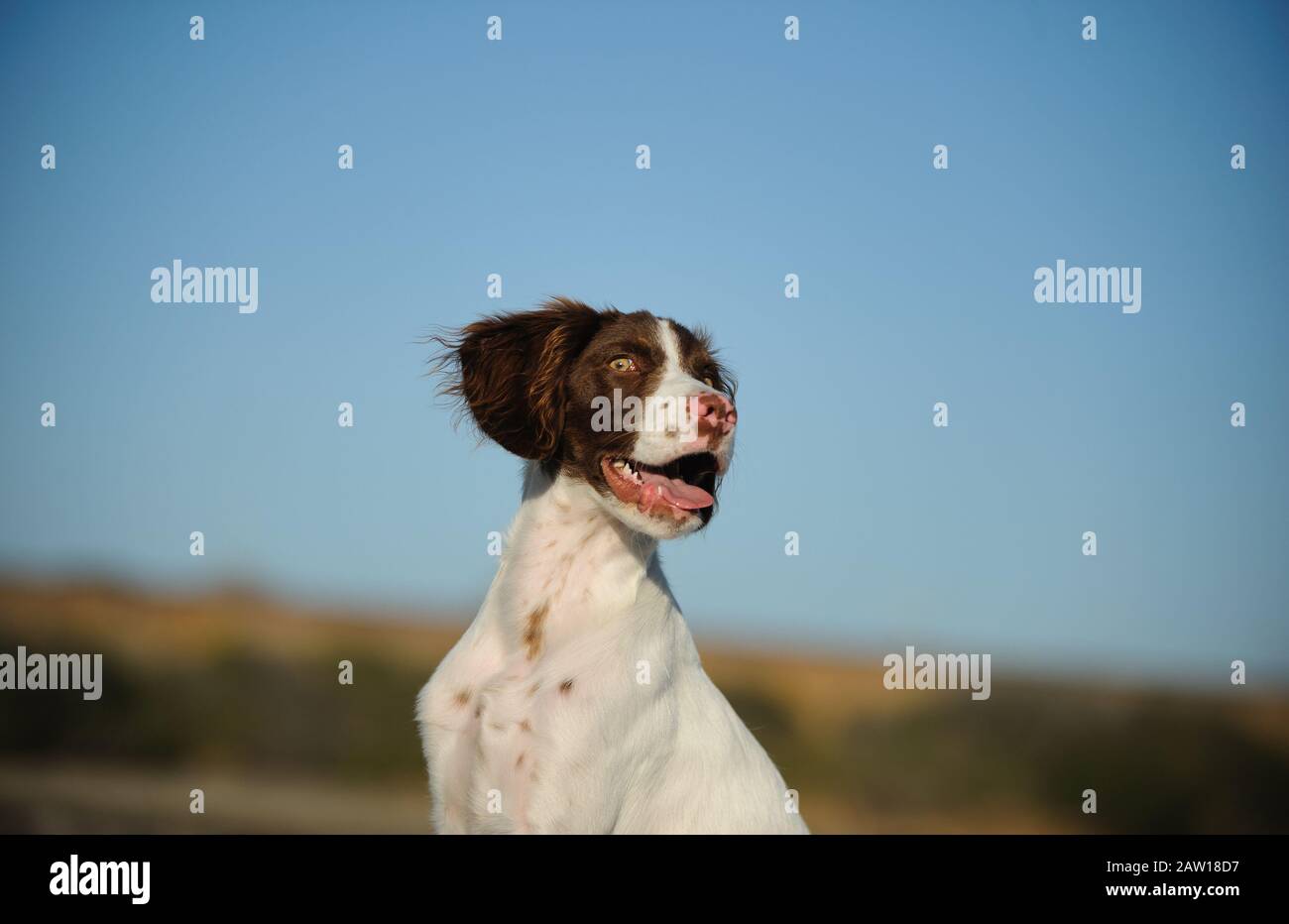 Brittany Spaniel dog outdoor portrait Stock Photo