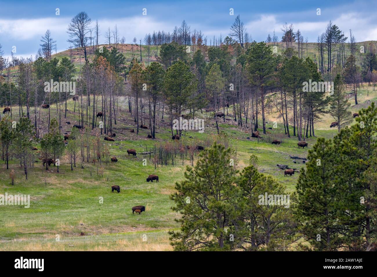 American Bison in the field of Custer State Park, South Dakota Stock Photo Alamy