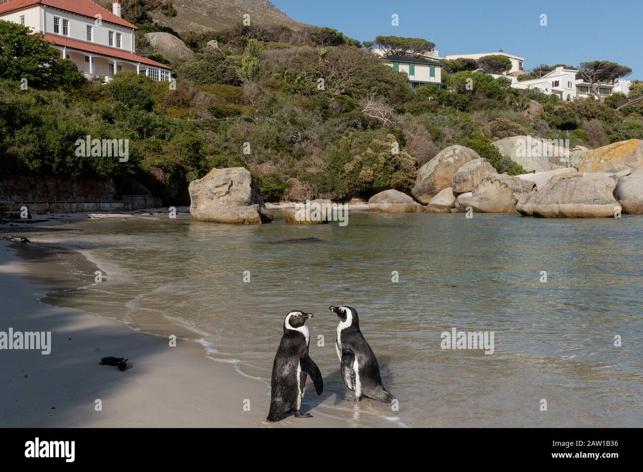 A pair of African penguins (Spheniscus demersus) on Boulders Beach, Table Mountain National Park, Simonstown, Cape Town, South Africa. Stock Photo