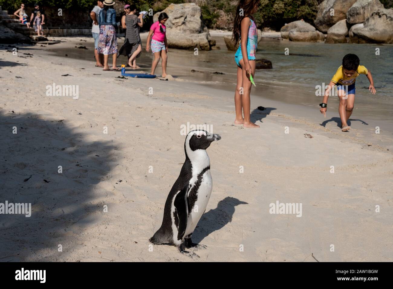 An African penguin and beach visitors at Boulders Beach penguin colony, Table Mountain National Park, Simonstown, Cape Town, South Africa. False Bay. Stock Photo