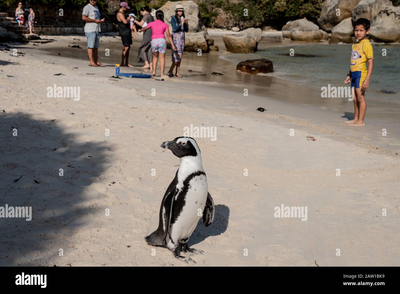 An African penguin and beach visitors at Boulders Beach penguin colony, Table Mountain National Park, Simonstown, Cape Town, South Africa. False Bay. Stock Photo