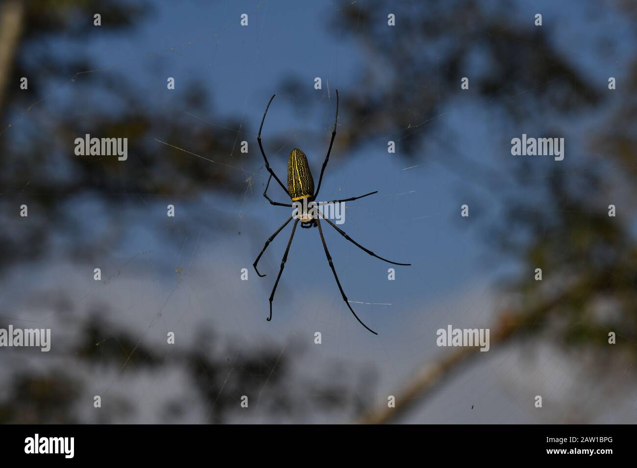 Giant Wood Spider (Nephila pilipes) on its web. A very large female ...