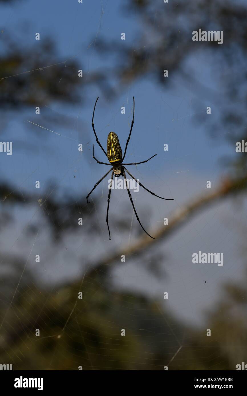 Giant Wood Spider (Nephila pilipes) on its web. A very large female