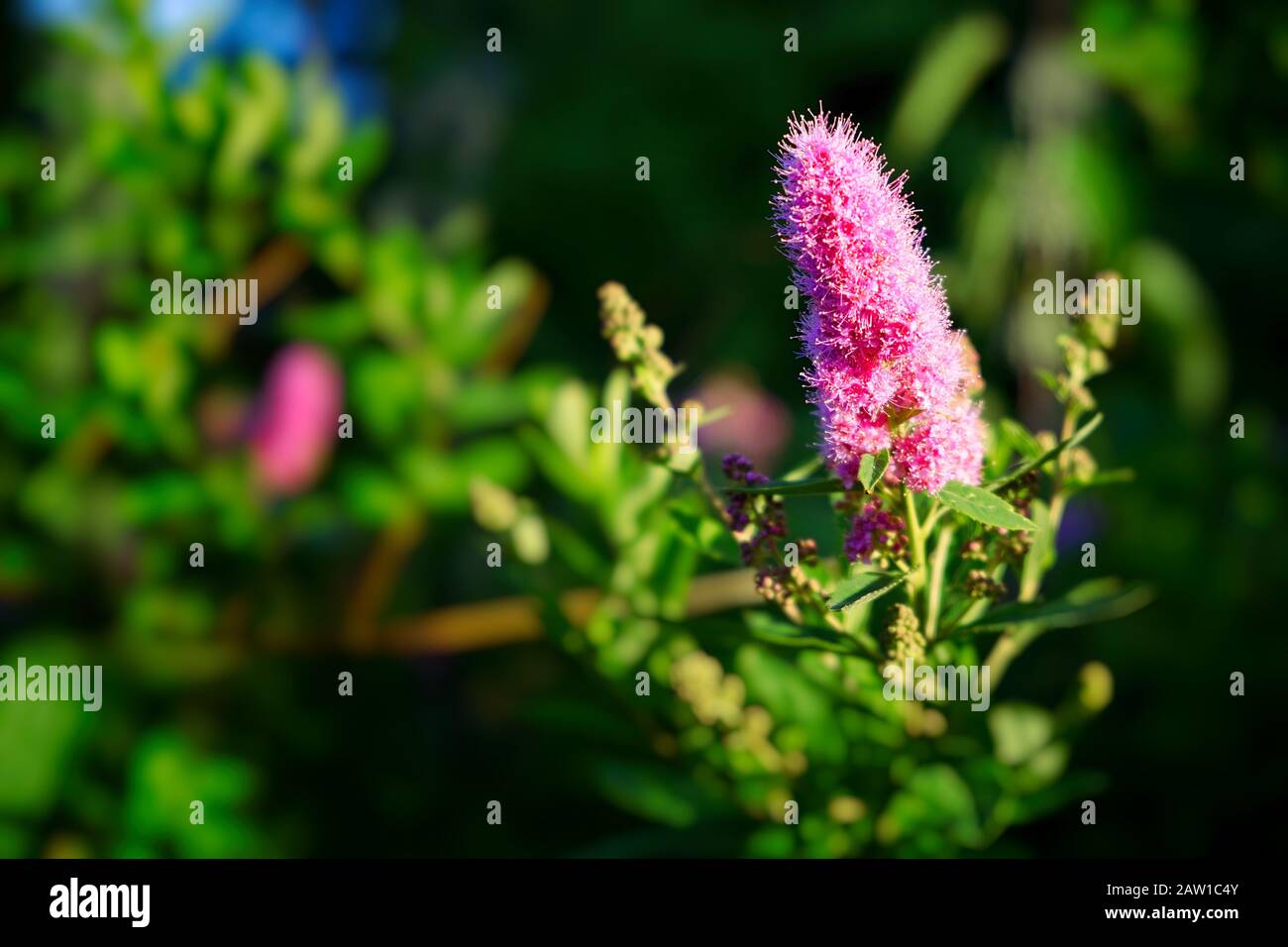 Beautiful ornamental pink inflorescence spike in flower on a green shrub in a garden close up in sunlight with copy space Stock Photo