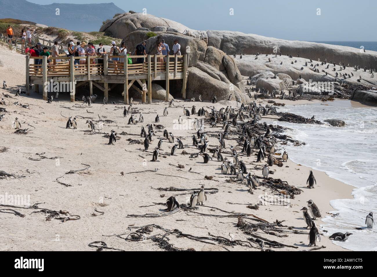 Tourists watch African penguins from viewing platform at Boulders Beach, Table Mountain National Park, Simonstown, Cape Town, South Africa. Stock Photo