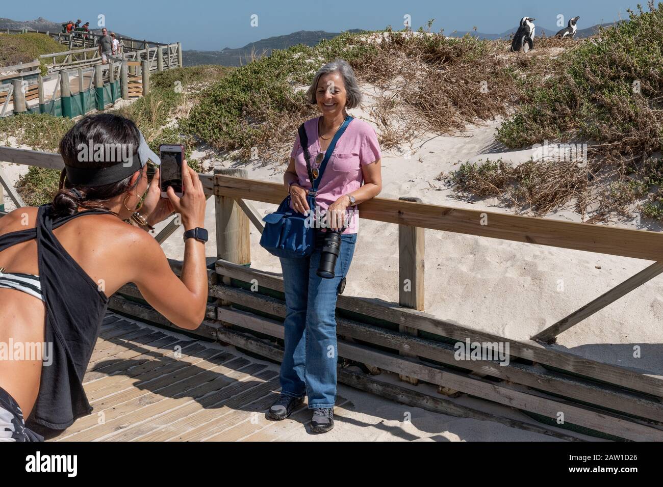 Tourists take photos with African penguins at Boulders Beach, Table Mountain National Park, Simonstown, Cape Town, South Africa. Stock Photo