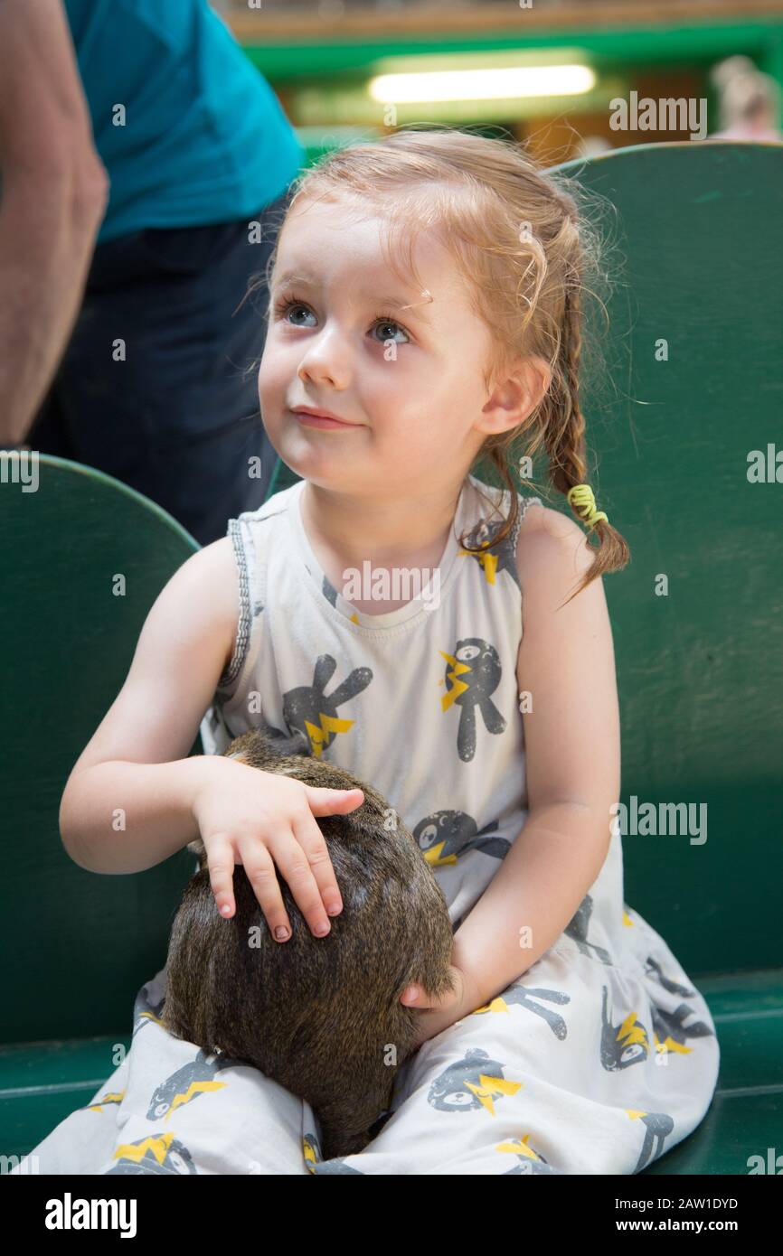3 yr old girl holding a guinea pig, UK Stock Photo
