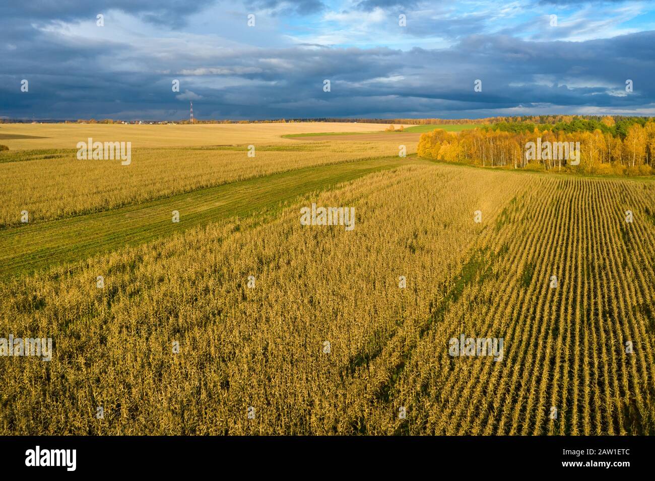 Maize field by drone hi-res stock photography and images - Alamy