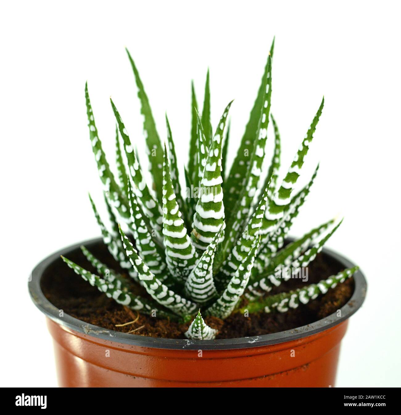 Isolated cactus on white background. Haworthia fasciata,zebra cactus on  white background Stock Photo - Alamy