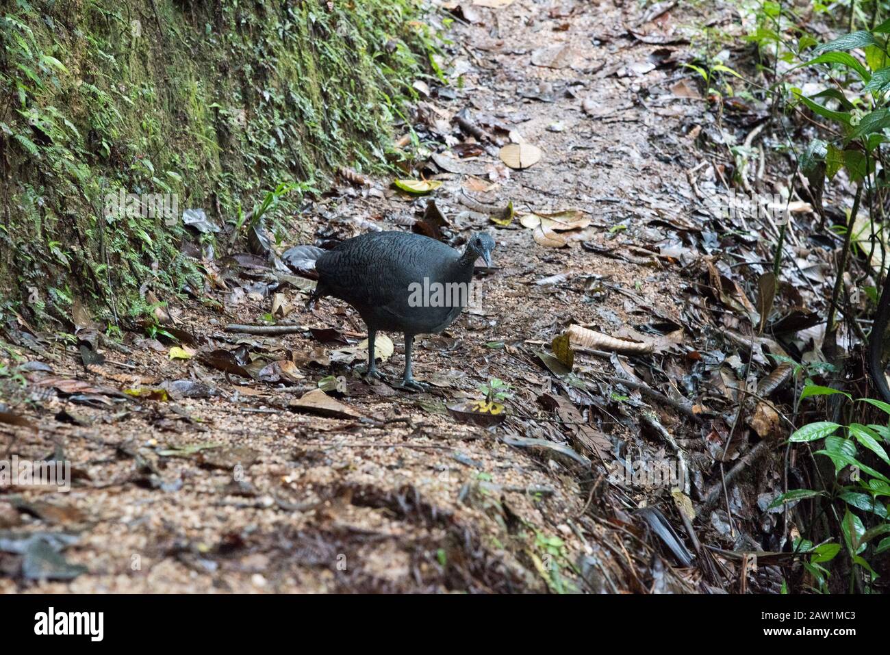 Grey Tinamou in the cloud forest that covers the eastern slopes of the Andes near Zamora in Ecuador. Stock Photo