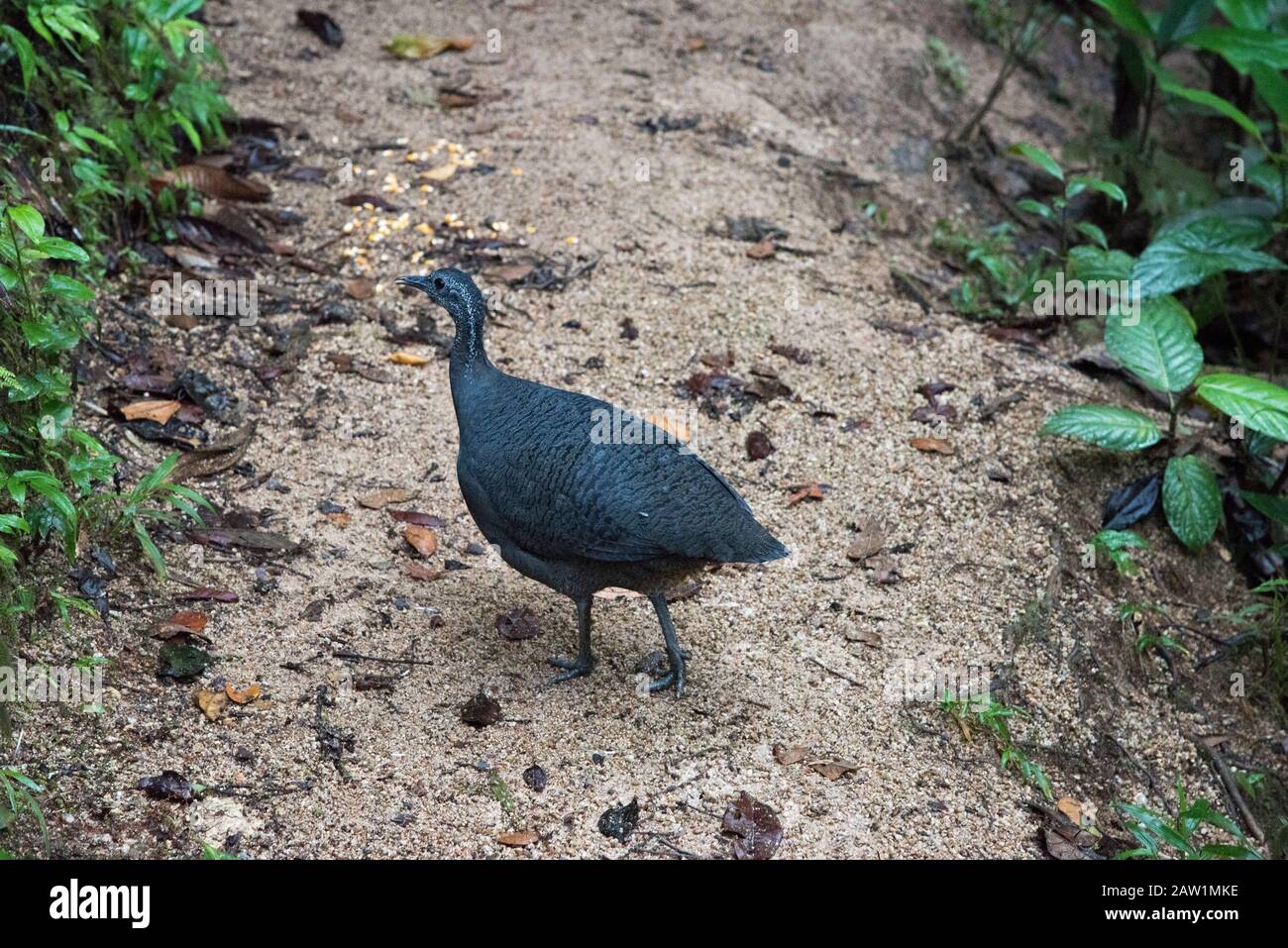 Grey Tinamou in the cloud forest that covers the eastern slopes of the Andes near Zamora in Ecuador. Stock Photo